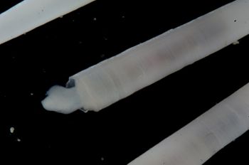 Media type: image;   Malacology 393903